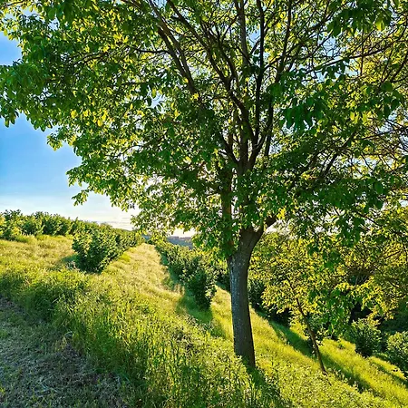 Hébergement de vacances Casa Profumi Di Barbera - Infinity Pool, Luxurious Bedrooms And Historic Charm San Martino Alfieri